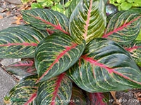 aglaonema-red-emerald