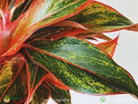 aglaonema-red-gold