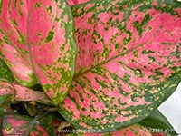 aglaonema-red-valentine