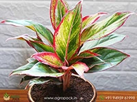 aglaonema-siam-aurora