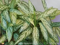 aglaonema-silver-queen