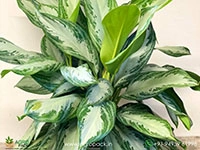aglaonema-silver-stone