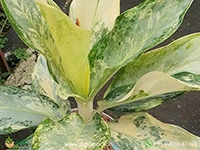 aglaonema-silver-white-variegated