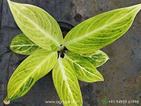 aglaonema-sundrop