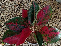 aglaonema-superstar-red