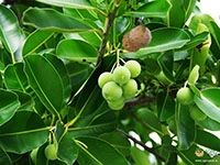 Alexandrian-Laurel1