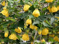 Alkekengi-officinarum-Chinese-Lantern3