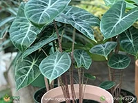 alocasia-amazonica-ivory-coast