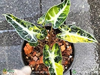 alocasia-bambino-aurea-variegated
