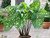 alocasia-hilo-beauty