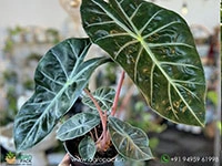 Alocasia-Lowii-Pink-Princess1