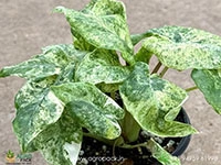 alocasia-odora-batik-variegata