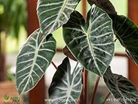 alocasia-pink-dragon