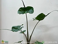 alocasia-stingray