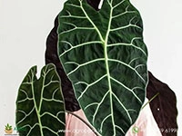 alocasia-watsoniana