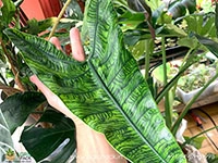 alocasia-zebrina-reticulata