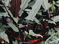 alocasia-lauterbachiana