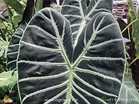 Alocasia-longiloba-Grandis1