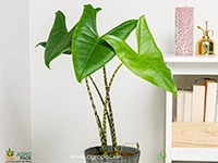 alocasia-zebrina