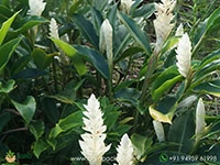 alpinia-purpurata-white-ginger