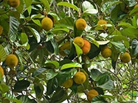Anjili-Chakka2