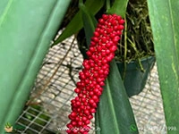 anthurium-bakeri