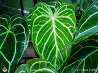 anthurium-crystal-hope