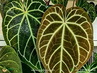 anthurium-crystallinum