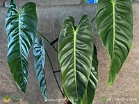 anthurium-esmeraldense