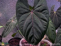 anthurium-hoffmani-red-sinus