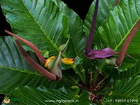 anthurium-hookeri