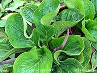 anthurium-jenmani-cobra