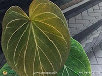 anthurium-king-of-spades-golden