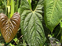 anthurium-laxurian-hybrid