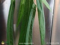 anthurium-pallidiflorum