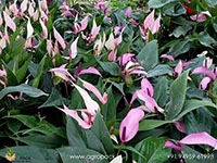 anthurium-pointed-pink