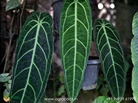 anthurium-queen-warocqueanum-dark-narrow