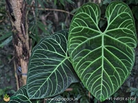 anthurium-regale