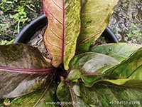 anthurium-tricolor-hookeri