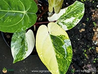 anthurium-variegated-hybrids