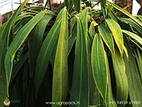 anthurium-wendlingeri