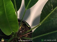 anthurium-willdenowii