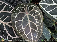 anthurium-zara-michelle