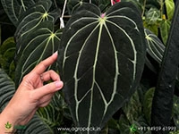 anthurium-carlablackiae