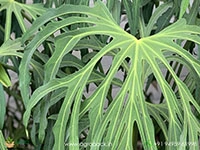 anthurium-podophyllum