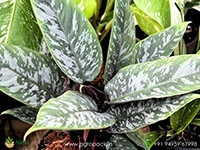 apobalis-purple-sward