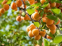 Apricot6