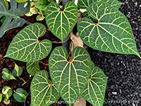Aristolochia-leuconeura-pipevine2