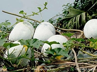 Ash-Gourd1