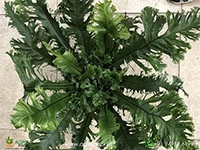 aspelium-nidus-fimbriatum-fern